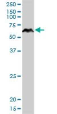 Western Blot: PRUNE Antibody [H00058497-B01P]