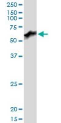 Western Blot: PRUNE Antibody [H00058497-B01P]