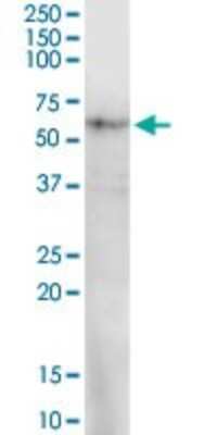 Western Blot: PRUNE Antibody [H00058497-D01P]