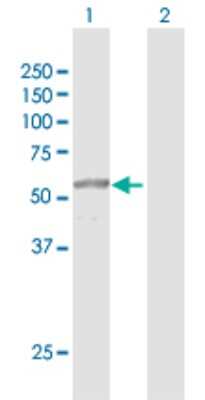 Western Blot: PRUNE Antibody [H00058497-D01P]