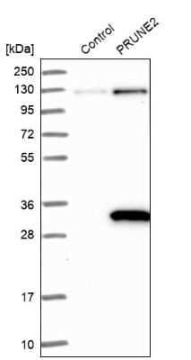 Western Blot: PRUNE2 Antibody [NBP1-89336]