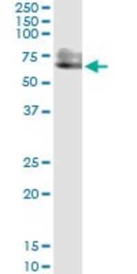Western Blot: PSAP Antibody (3B12) [H00005660-M11]