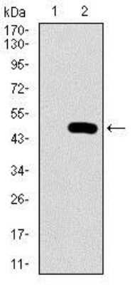 Western Blot: PSAP Antibody (4D5F4)BSA Free [NBP2-37422]