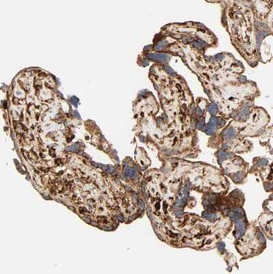 Immunohistochemistry-Paraffin: PSAP Antibody [NBP1-83363]