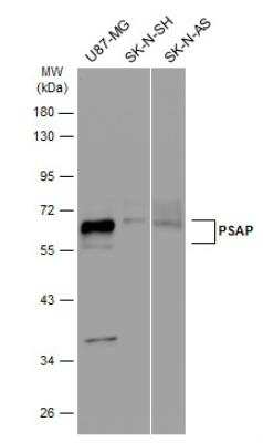 Psap Antibody Nbp Bio Techne