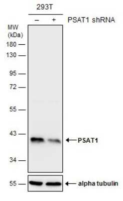 Western Blot: PSAT1 Antibody (GT1353) [NBP3-13548]