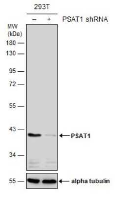 Western Blot: PSAT1 Antibody (GT2918) [NBP3-13545]