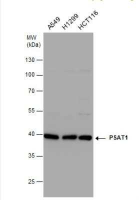 Western Blot: PSAT1 Antibody [NBP1-32920]