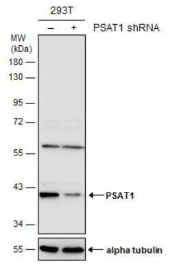 Western Blot: PSAT1 Antibody [NBP2-19973]