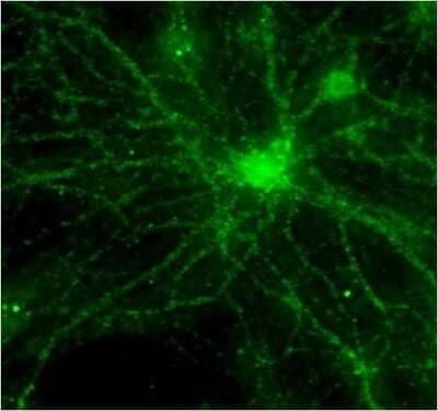 Immunocytochemistry/ Immunofluorescence: PSD-95 Antibody (6G6-1C9) - BSA Free [NB300-556]