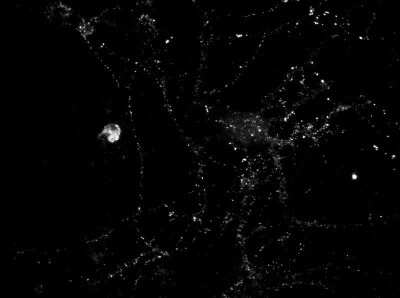 Immunocytochemistry/ Immunofluorescence: PSD-95 Antibody (6G6-1C9) - BSA Free [NB300-556]