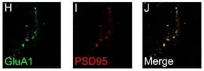 Immunocytochemistry/ Immunofluorescence: PSD-95 Antibody (6G6-1C9) - BSA Free [NB300-556]