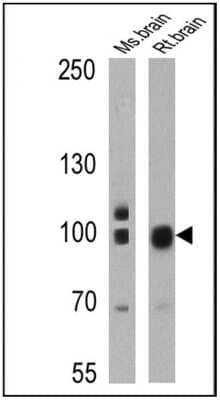 Western Blot: PSD-95 Antibody (6G6-1C9)BSA Free [NB300-556]