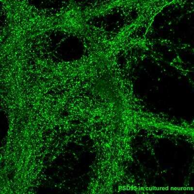 Immunocytochemistry/ Immunofluorescence: PSD-95 Antibody (7E3) [NBP2-12872]