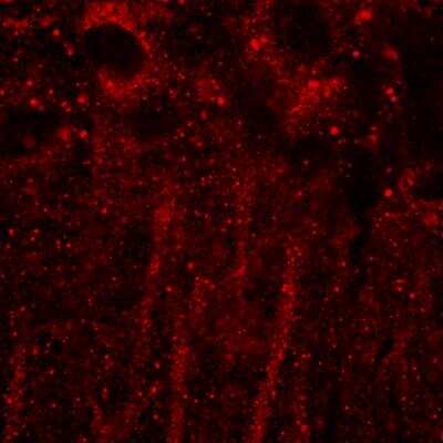 Immunohistochemistry-Frozen: PSD-95 Antibody (7E3) [NBP2-12872]