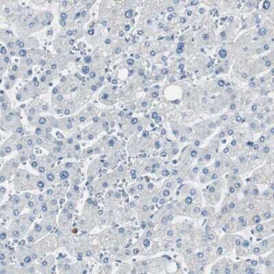 Immunohistochemistry-Paraffin: PSD-95 Antibody [NBP1-80875]