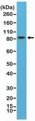 Western Blot: PSD-95 Antibody (RM288) [NBP2-61581]