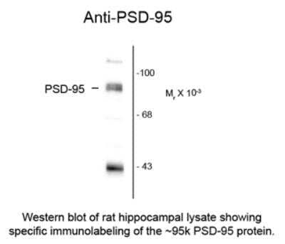 Western Blot: PSD-95 Antibody [NB300-294]