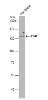 Western Blot: PSD Antibody [NBP2-15083]