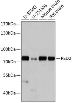 Western Blot: PSD2 AntibodyAzide and BSA Free [NBP2-94216]