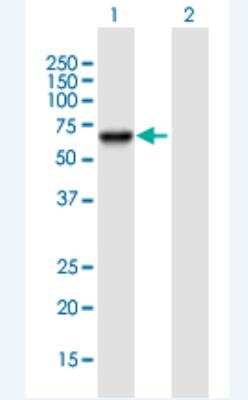 Western Blot: PSD3 Antibody [H00023362-B01P-50ug]