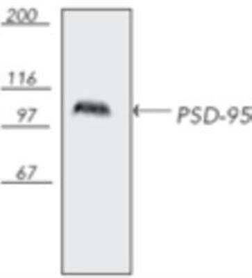 Western Blot: PSD-95 Antibody (7E3-1B8) [NBP1-97531]