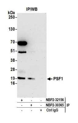 Immunoprecipitation: PSF1 Antibody [NBP2-30365]