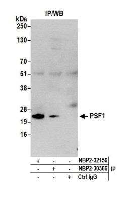 Immunoprecipitation: PSF1 Antibody [NBP2-30366]