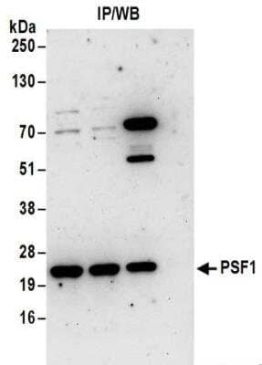 Immunoprecipitation: PSF1 Antibody [NBP2-32156]