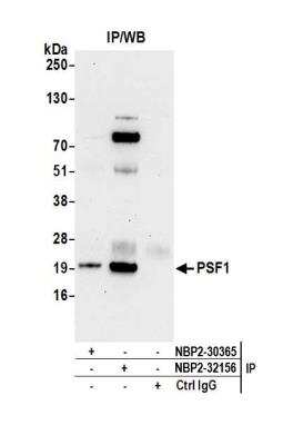 Immunoprecipitation: PSF1 Antibody [NBP2-32156]