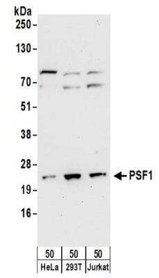 Western Blot: PSF1 Antibody [NBP2-32156]