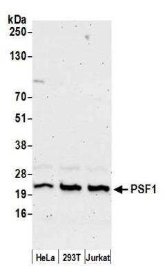 Western Blot: PSF1 Antibody [NBP2-32156]