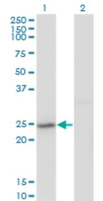 Western Blot: PSF2 Antibody (3H4) [H00051659-M02]