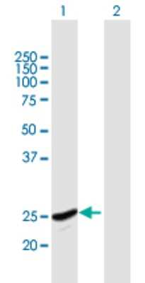 Western Blot: PSF2 Antibody [H00051659-B01P]