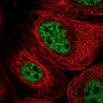 Immunocytochemistry/ Immunofluorescence: PSF3 Antibody [NBP2-57457]