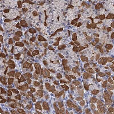 Immunohistochemistry-Paraffin: PSF3 Antibody [NBP1-92300]