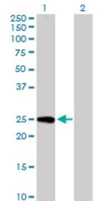 Western Blot: PSF3 Antibody [H00064785-B01P]