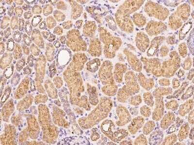 Immunohistochemistry-Paraffin: PSG1 Antibody [NBP2-97038]