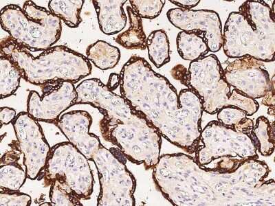 Immunohistochemistry-Paraffin: PSG1 Antibody [NBP2-97038]