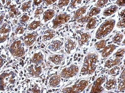 Immunohistochemistry-Paraffin: PSG3 Antibody [NBP2-19978]