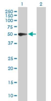 Western Blot: PSG3 Antibody [H00005671-B01P]