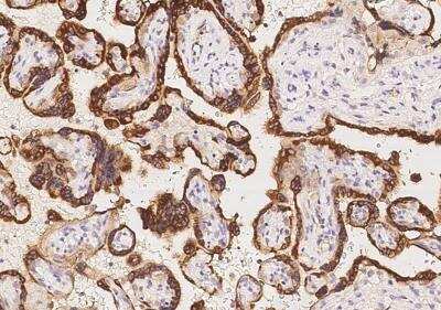 Immunohistochemistry-Paraffin: PSG4 Antibody [NBP3-05801]