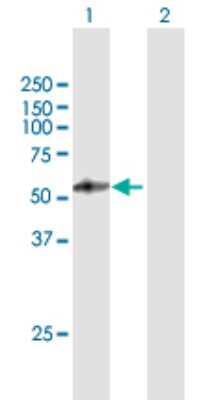 Western Blot: PSG4 Antibody [H00005672-B01P]