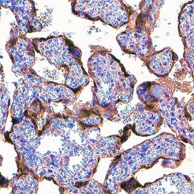 Immunohistochemistry-Paraffin: PSG6 Antibody (935973) - Azide and BSA Free [MAB85981]