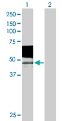 Western Blot: PSG9 Antibody [H00005678-B01P]