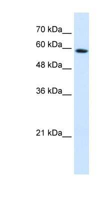 Western Blot: PSG9 Antibody [NBP1-57676]