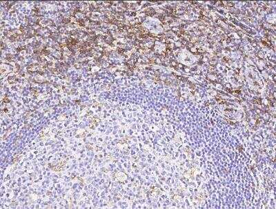 Immunohistochemistry-Paraffin: PSGL-1/CD162 Antibody (031) [NBP2-90247]