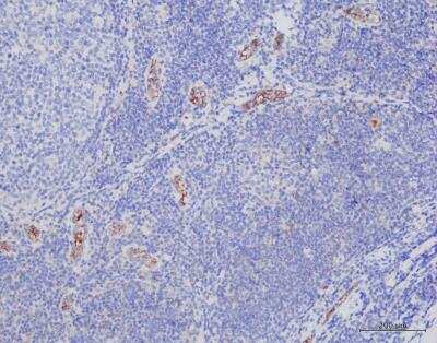 Immunohistochemistry-Paraffin: PSGL-1/CD162 Antibody (HECA-452) [NB100-78039]