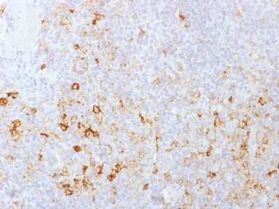 Immunohistochemistry-Paraffin: PSGL-1/CD162 Antibody (PSGL1/1601) [NBP2-53344]