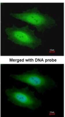 Immunocytochemistry/ Immunofluorescence: PSKH1 Antibody [NBP1-32668]